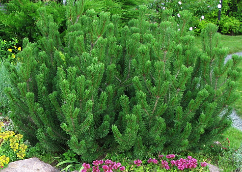 Сосна горная (Pinus mugo) C7,5  50+см