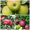 Яблоня 3х сортовая (джеромин (apple Jeromine) Эрли Голд (Apple Early Gold) Беллида (Bellida)