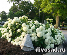Гортензия древовидная Анабель (Hydrangea arborescens Annabelle) р9 П