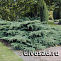 Можжевельник виргинский Грей Оул (Juniperus virg. Grey Owl) P9 10-15 см