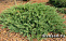 Можжевельник казацкий (Juniperus sabina) C3 25-30 см А