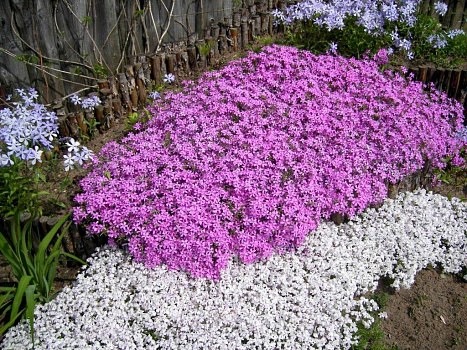 Флокс шиловидный Майшнее (Phlox subulata Maischnee) р9