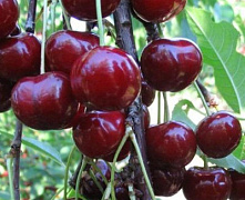 Вишня Капелька