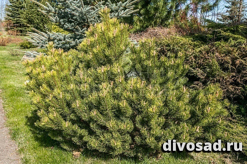 Сосна горная Офир (Pinus mugo Ofhir) С5 25-30