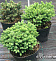 Ель сербская (Picea omorika Karel) P10,5 шар 15-20 см.