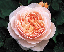 Роза английская Джульет