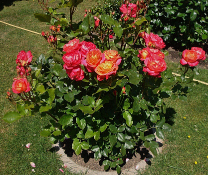 Роза флорибунда Мидсаммер (Midsummer)(саженец класса АА+) высший сорт