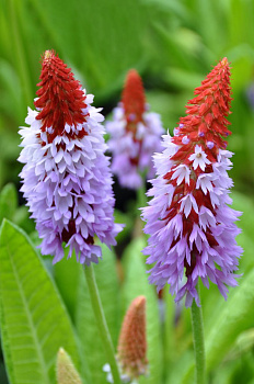 Примула Орхидная (Primula vialii) р9