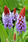 Примула Орхидная (Primula vialii) р9