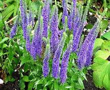 Вероника колосистая Ульстер Дварф Блю (Veronica spicata Ulster Dwarf Blue) С3 П