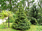Ель сербская (Picea omorika) 120+