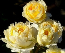 Роза английская кустовая Беатрис (Beatrice)