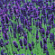 Лаванда узколистная Хидкот (Lavandula angustifolia Hidcote)С5