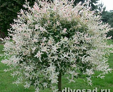 Ива цельнолистная Хакуро-Нишики (Salix integra 'Hakuro-nishiki'), С1 П