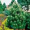 Сосна белокорая Компакт Джем (Pinus leucodermis Compact Gem) C7,5 40-50 см.