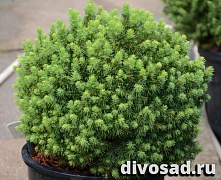 Ель канадская Альберта Глоб (Picea gl. Alberta Globe) С5 25-30 см.