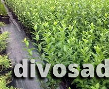 Бирючина обыкновенная  (Ligustrum vulgare) 30-50 см В