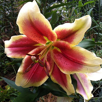 Лилия Голландская Красавица (Holland Beauty) 14/16 1шт