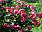 Роза шраб Ладюре (Rosa Laduree)