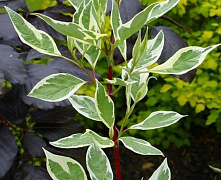 Дерен белый Сайберика Варигата (Cornus alba Sibirica Variegata) 60-90 см В