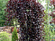 Береза повислая Пурпуреа (Betula pendula Purpurea) С7,5 2м