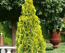 Туя западная Санкист (Thuja occ. Sunkist) С3 20-25 см.