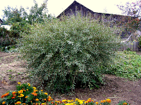 Ива пурпурная Нана (Salix purpurea Nana) 40-60 А
