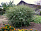 Ива пурпурная Нана (Salix purpurea Nana) 40-60 А