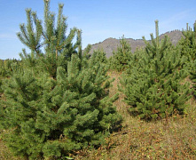 Сосна обыкновенная (Pinus sylvestris) 2-5 м КОМ СЕТКА