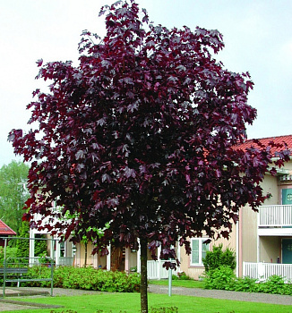 Клен остролистный Роял Ред (Аcer platanoides royalred) 