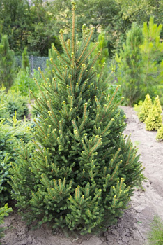 Ель обыкновенная Виллс Цверг (Picea abies Will's Zwerg) C7,5 40-60 см.