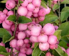 Снежноягодник Мэджик Бери (Symphoricarpos Magic Berry) 40-60 см 2/3вет. А