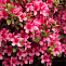 Рододендрон Rhododendron (AJ) 'Silvester C10 40-50см