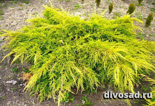 Можжевельник средний Голд Стар (Juniperus pf. Gold Star) С3 25-30 см К