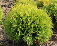 Туя западная Глобоза Ауреа (Thuja occidentalis Globosa Aurea) С2