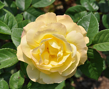 Роза парковая Чайнатаун (Chinatown)