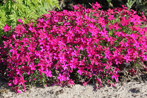 Флокс Дугласа ' 'Ochsenblut' р9