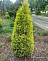 Можжевельник обыкновенный Голд Кон (Juniperus communis Gold Cone) C3 30-40 см А