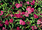 Спирея японская Неон Флеш (Spiraea japonica Neon Flash) С5 20-25см