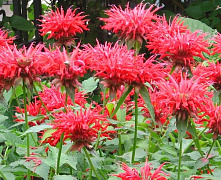 Монарда Кембридж Скарлет (Monarda Cambridge Scarlet)