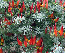 Лядвенец кашпо П