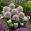Аллиум каратавский (ALLIUM KARATAVIENSE) Р9