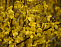 Форзиция промежуточная Голдзаубер (Forsythia intermedia Goldzauber) Р9  15-20