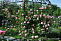 Роза плетистая 175 см Giardina  Р24 ( возраст 4-6лет)