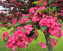 Боярышник колючий «Пол Скарлет» (Crataegus laevigata “Paul`s Scarlet”) 2,5м-3м