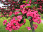 Боярышник колючий «Пол Скарлет» (Crataegus laevigata “Paul`s Scarlet”) 2,5м-3м
