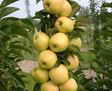 Яблоня колоновидная Диалог (летнее)