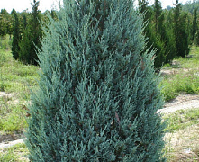Можжевельник скальный Мунглоу (Juniperus scoр. Moonglow) С12 140см 