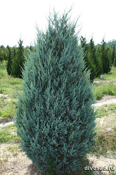 Можжевельник скальный Мунглоу (Juniperus scoр. Moonglow) С12 140см 