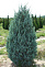 Можжевельник скальный Мунглоу (Juniperus scoр. Moonglow) С12 140см 